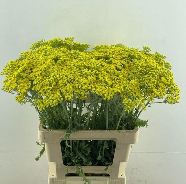 <h4>ACHIL MOONSHINE</h4>