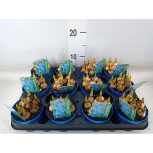 Muscari  'Magic Blue'