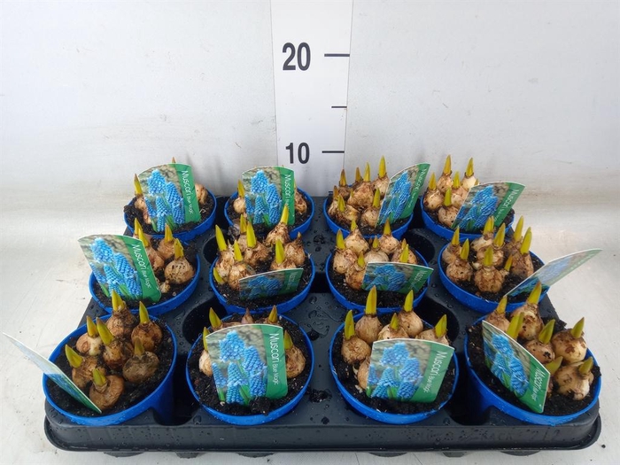 <h4>Muscari  'Magic Blue'</h4>