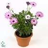 Osteospermum Flowerpower Pink