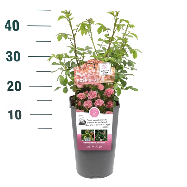 <h4>Rosa 'The Fairy' - Struik - C3rp - Bodembedekkers</h4>