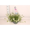 Hangpot 30 cm met waterreservoir Viola Cornuta divers