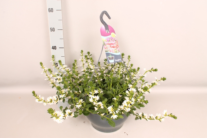 Hangpot 30 cm met waterreservoir Viola Cornuta divers