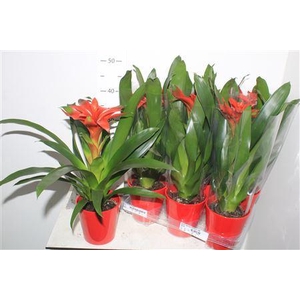 Guzm Denise Ceramic Red