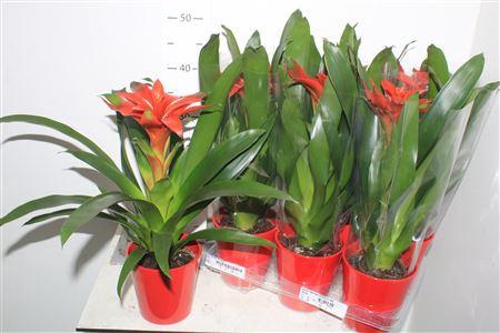 <h4>Guzm Denise Ceramic Red</h4>