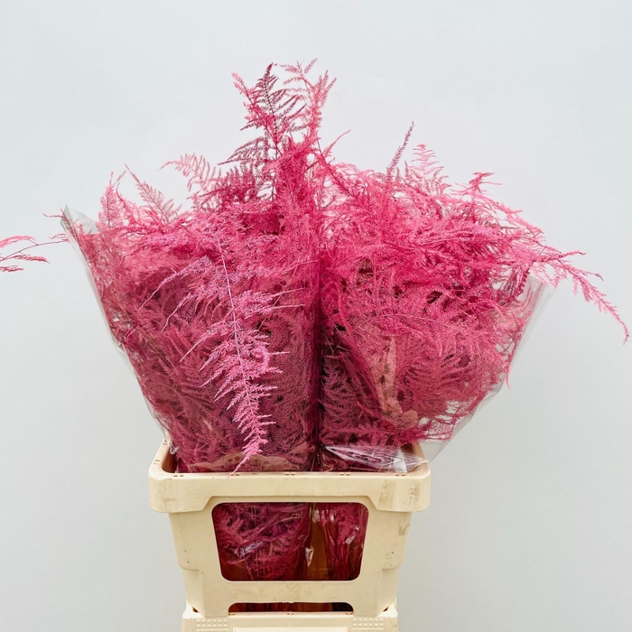 <h4>ASP SETACEUS PAINT</h4>