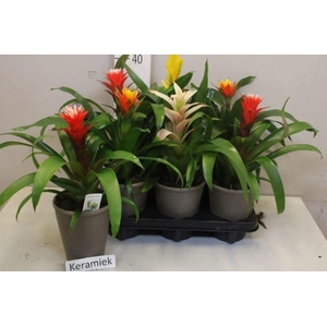 ARR BROMELIA