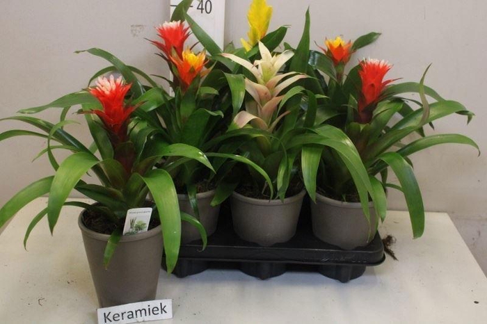 <h4>ARR BROMELIA</h4>