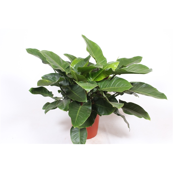 <h4>Philodendron Imperial Green</h4>