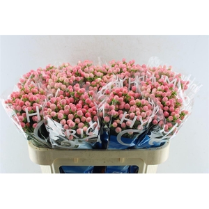 Hyp Coco Casino Pink