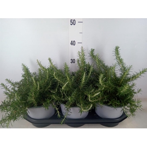 Rosmarinus officinalis 'Prostratus'