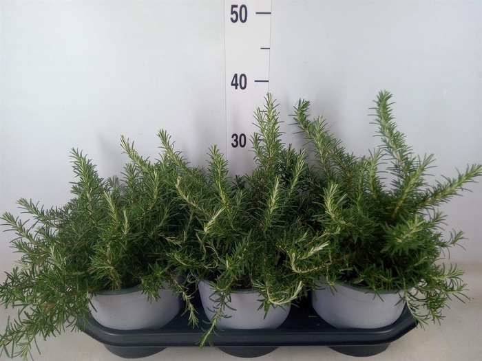 <h4>Rosmarinus officinalis 'Prostratus'</h4>