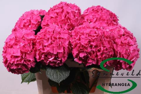 <h4>Hydrangea rodeo red</h4>