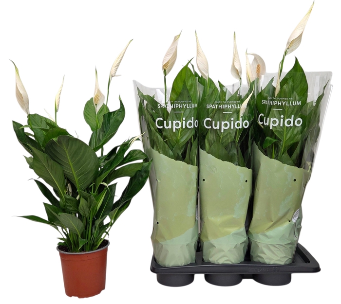 <h4>SPATH BINGO CUPIDO</h4>