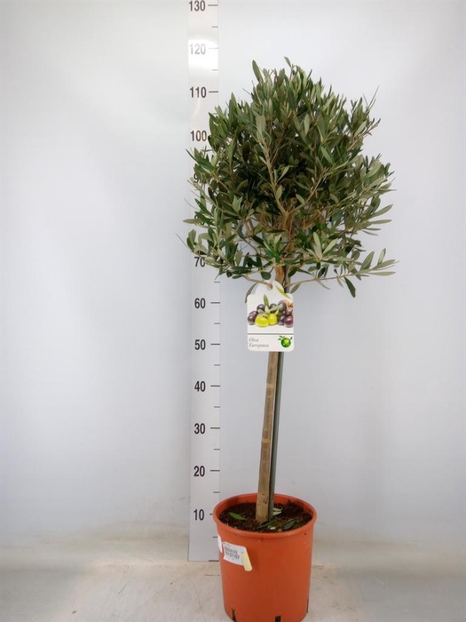 <h4>Olea europaea</h4>