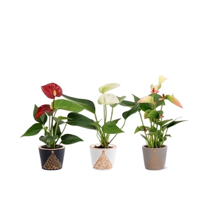 Anthurium Pearl 3 color mix in Starlight ceramics