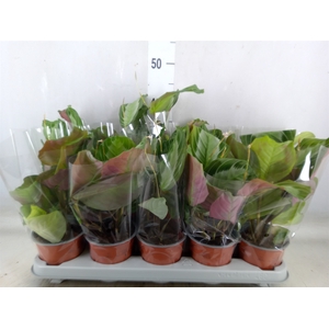 Maranta leuc.   ...