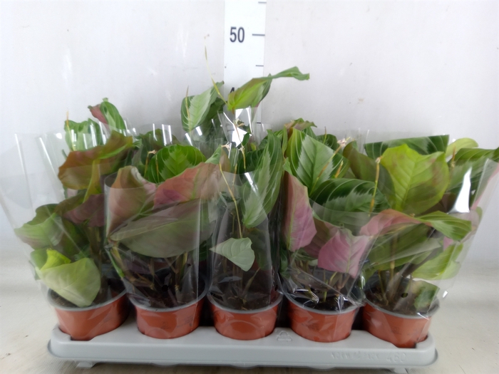 <h4>Maranta leuc.   ...</h4>