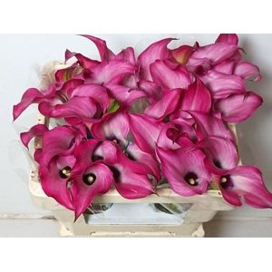 Calla Zazu