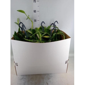 Philodendron  'Cobra'