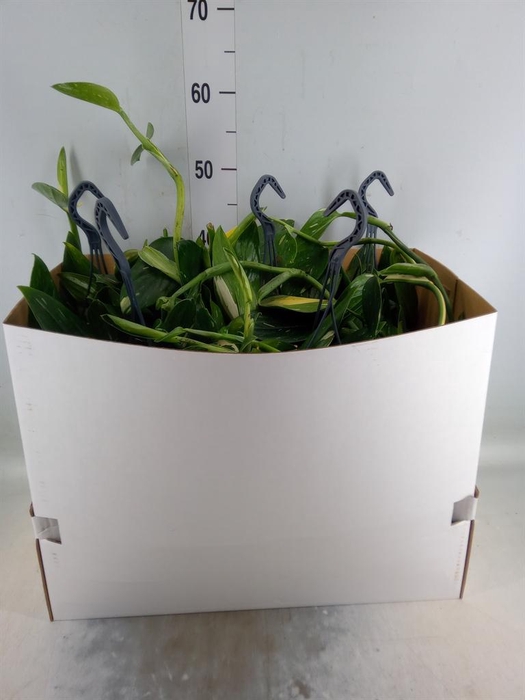 <h4>Philodendron  'Cobra'</h4>