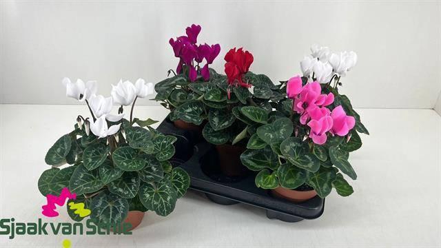 <h4>CYCL MD SUP ALLURE</h4>