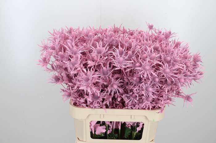 <h4>Eryn Orion Kl Bh Licht Roze</h4>