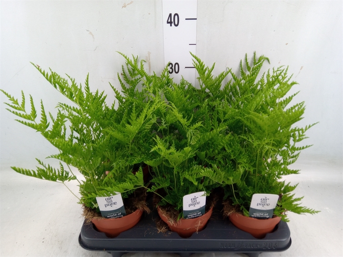 <h4>Pteris straminea</h4>