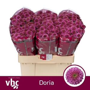 Chrys santini AAA Doria