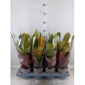 Codiaeum var. GR 'Excellent'