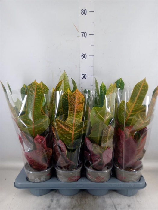 <h4>Codiaeum var. GR 'Excellent'</h4>