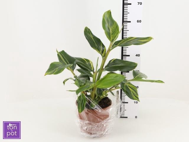 <h4>ALPINIA VARIEGATA</h4>