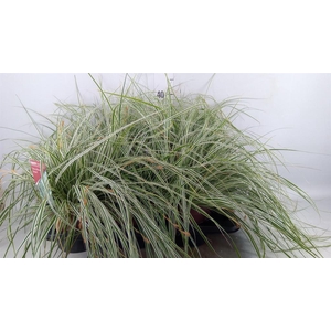 Carex oshimensis 'Everest'