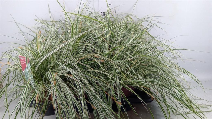 <h4>Carex oshimensis 'Everest'</h4>