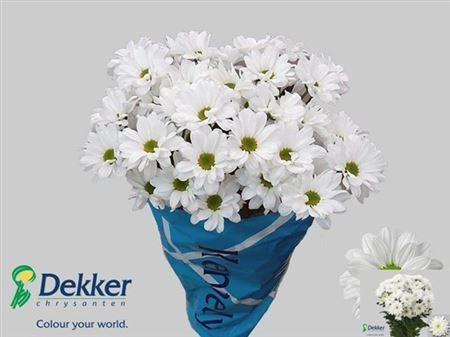 <h4>Chr T Kennedy</h4>