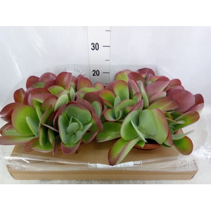 Kalanchoe NF thyrsiflora