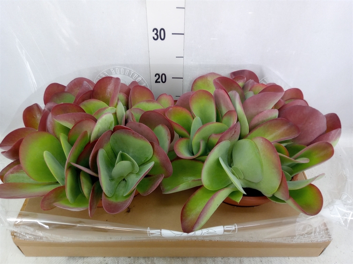 <h4>Kalanchoe NF thyrsiflora</h4>