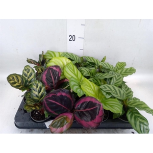 Calathea   ...mix