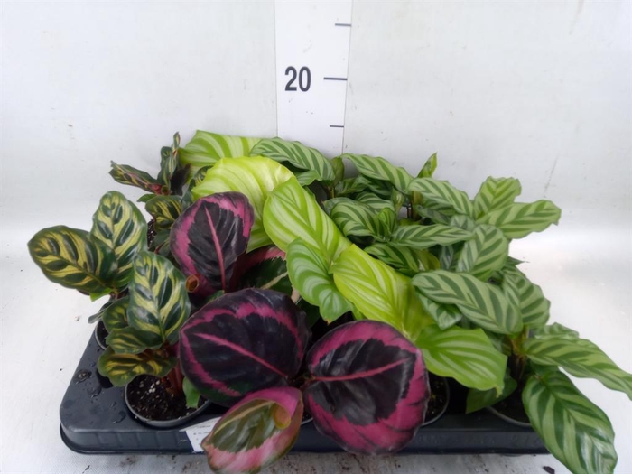 <h4>Calathea ...mix</h4>