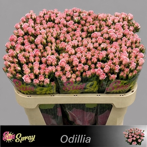 R TR ODILIA
