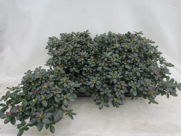 <h4>RHODO SI OSTALETT</h4>