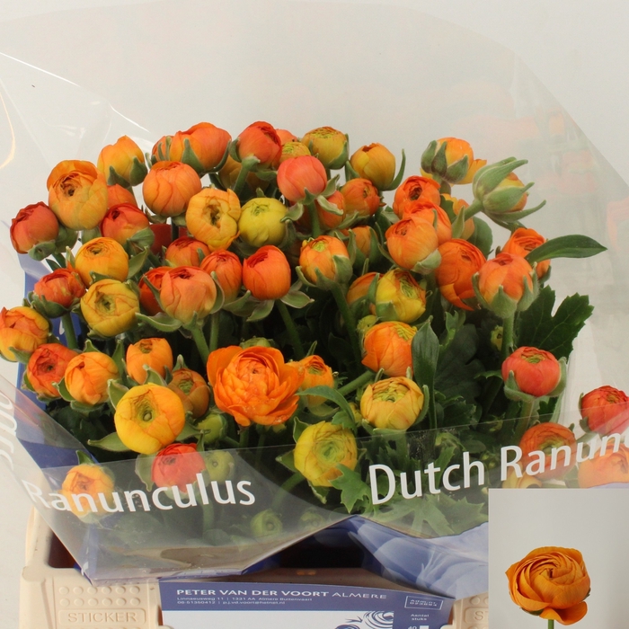 <h4>Ran Elegance Orange Egmond</h4>