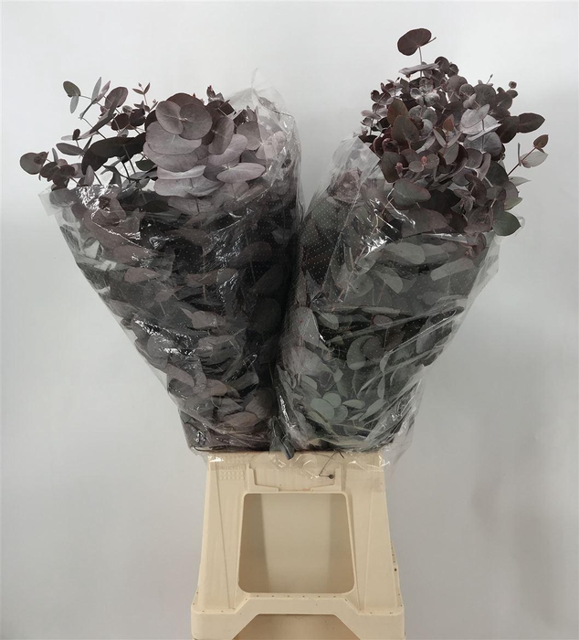 Euca Cinerea Rood Abs