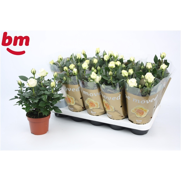 <h4>Rosa White Beau Monde (12 cm)</h4>