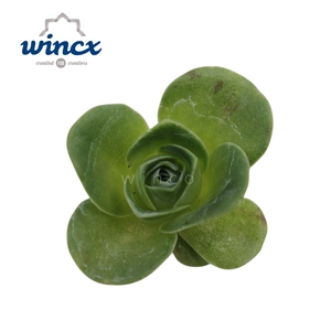 Greenovia diplocycla cutflower wincx-5cm