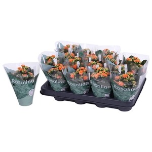 Kalan Mini Gev Oranje