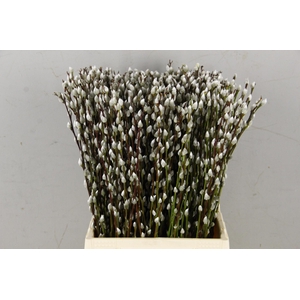 SALIX SNOWFLAKE 050CM