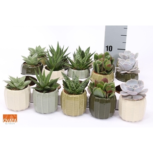 Succulents   ...mix 5