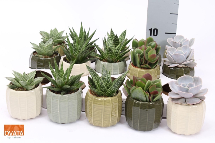 <h4>Succulents   ...mix 5</h4>