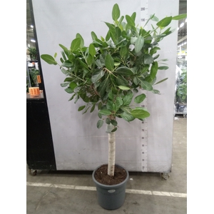 Ficus benghalensis 'Audrey'